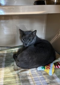 Sweetie - Barn Cat - Photo 1