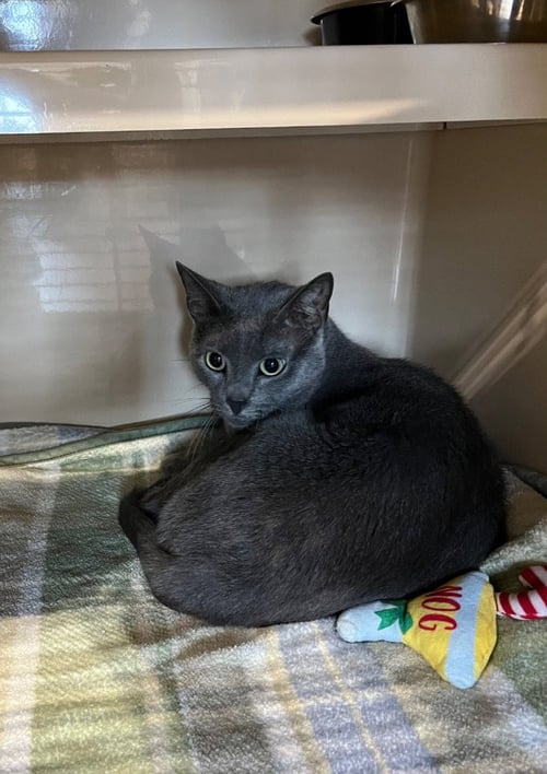 SWEETIE - BARN CAT - Domestic Short Hair / Russian Blue available for adoption