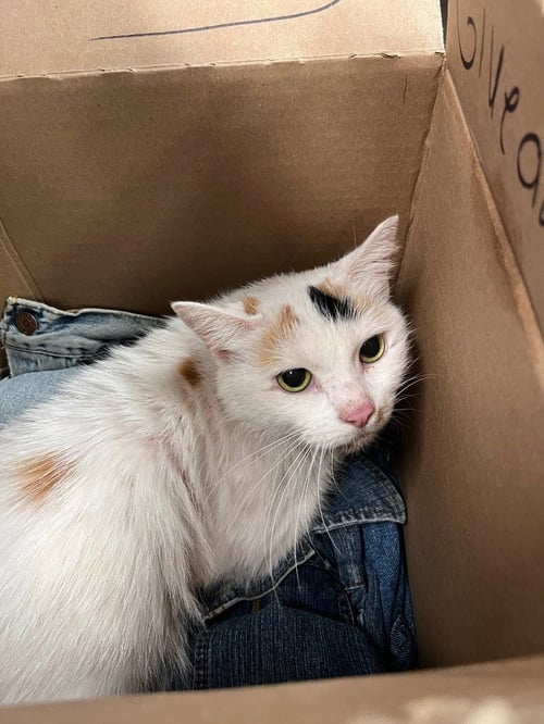 BABY KITTY - Domestic Short Hair available for adoption