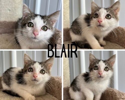 BLAIR