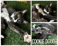 Cookie Dough - Photo 1