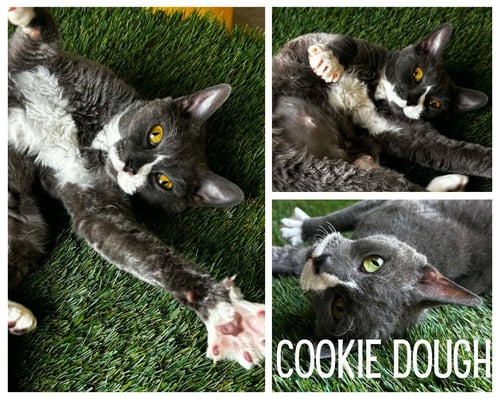 COOKIE DOUGH - Domestic Short Hair / Devon Rex available for adoption