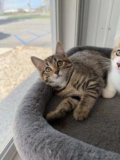 AALIYAH - Domestic Short Hair available for adoption