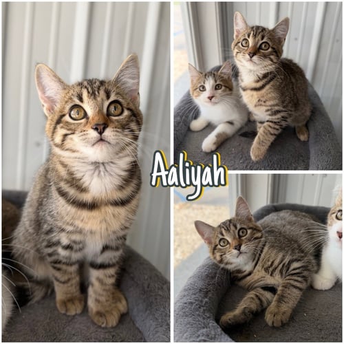AALIYAH - Domestic Short Hair available for adoption