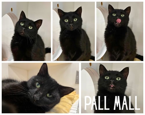PALL MALL - Domestic Short Hair available for adoption