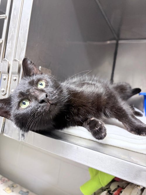 PALL MALL - Domestic Short Hair available for adoption