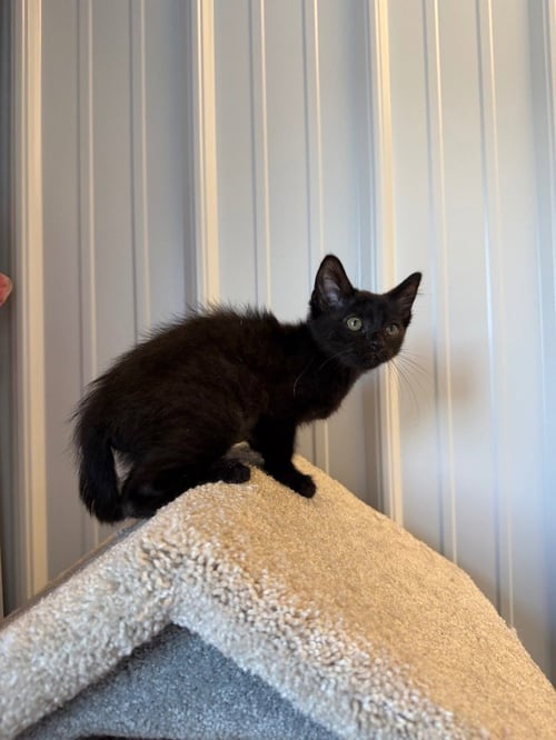 TOFU - Domestic Short Hair available for adoption