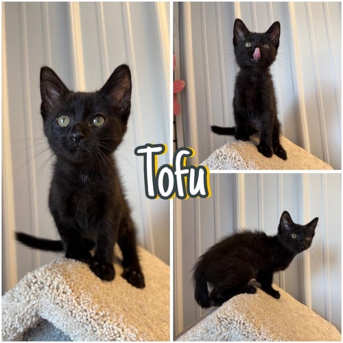 TOFU - Domestic Short Hair available for adoption