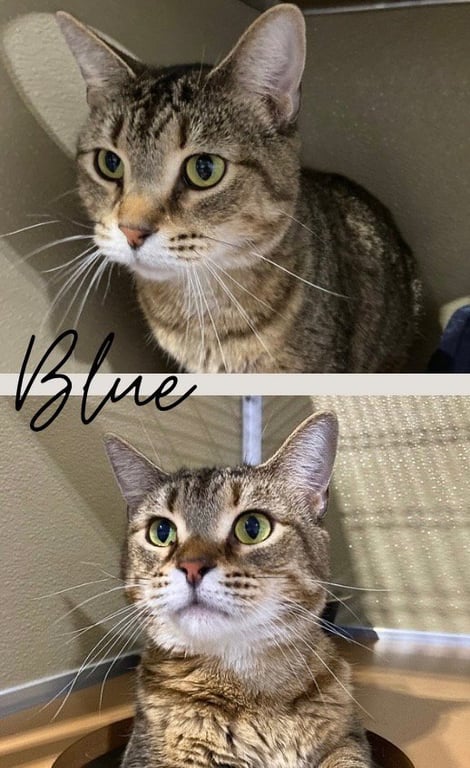 Blue- SPONSORED Image