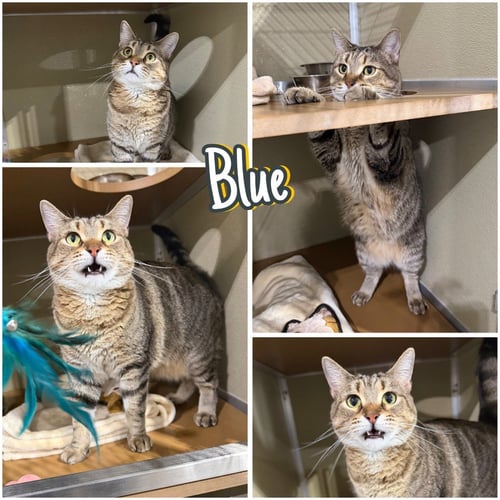 BLUE- SPONSORED - Domestic Short Hair available for adoption