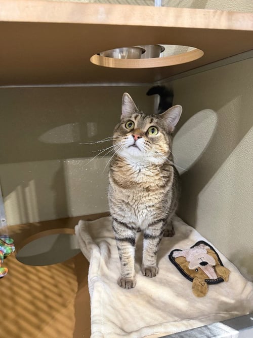 BLUE- SPONSORED - Domestic Short Hair available for adoption