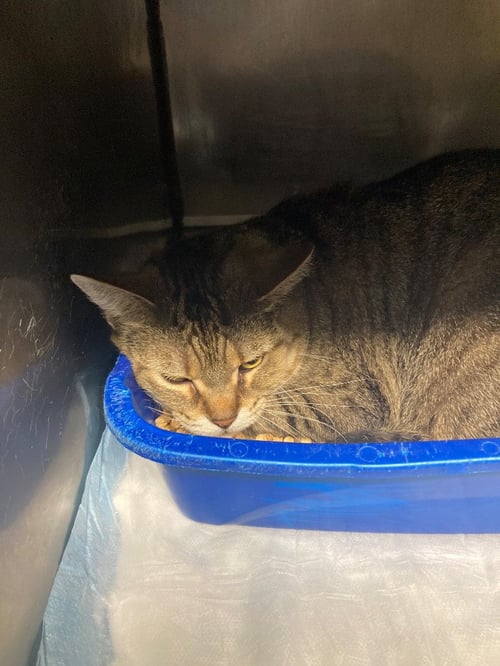 BLUE- SPONSORED - Domestic Short Hair available for adoption