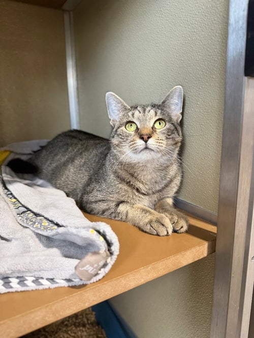 LADY BIRD- RETIRED MOMMA - Domestic Short Hair available for adoption