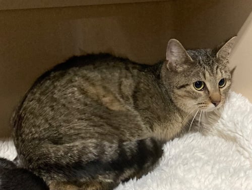 LADY BIRD- RETIRED MOMMA - Domestic Short Hair available for adoption