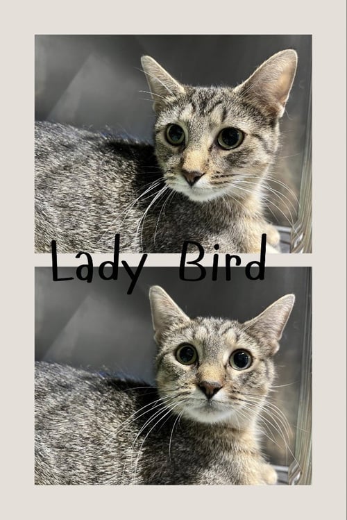 LADY BIRD- RETIRED MOMMA - Domestic Short Hair available for adoption