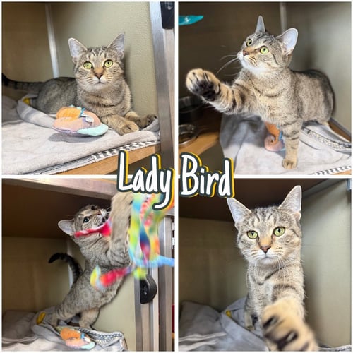 LADY BIRD- RETIRED MOMMA - Domestic Short Hair available for adoption