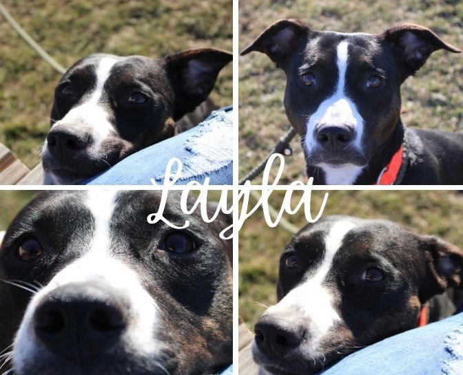 LAYLA - American Staffordshire Terrier available for adoption