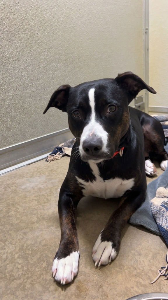 LAYLA - American Staffordshire Terrier available for adoption