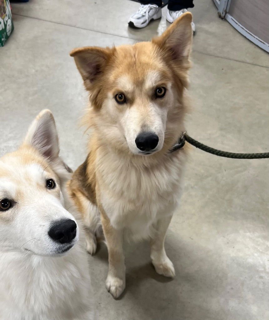 KING - Husky / Retriever available for adoption