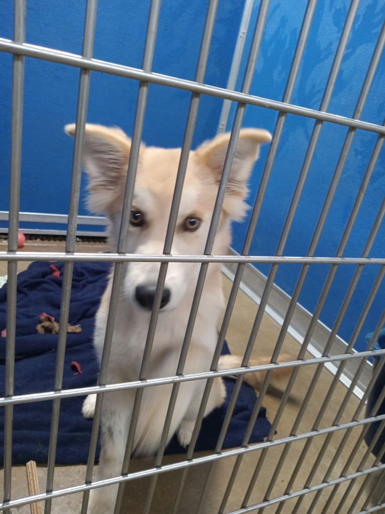 KING - Husky / Retriever available for adoption