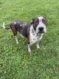 Oreo - Photo 2