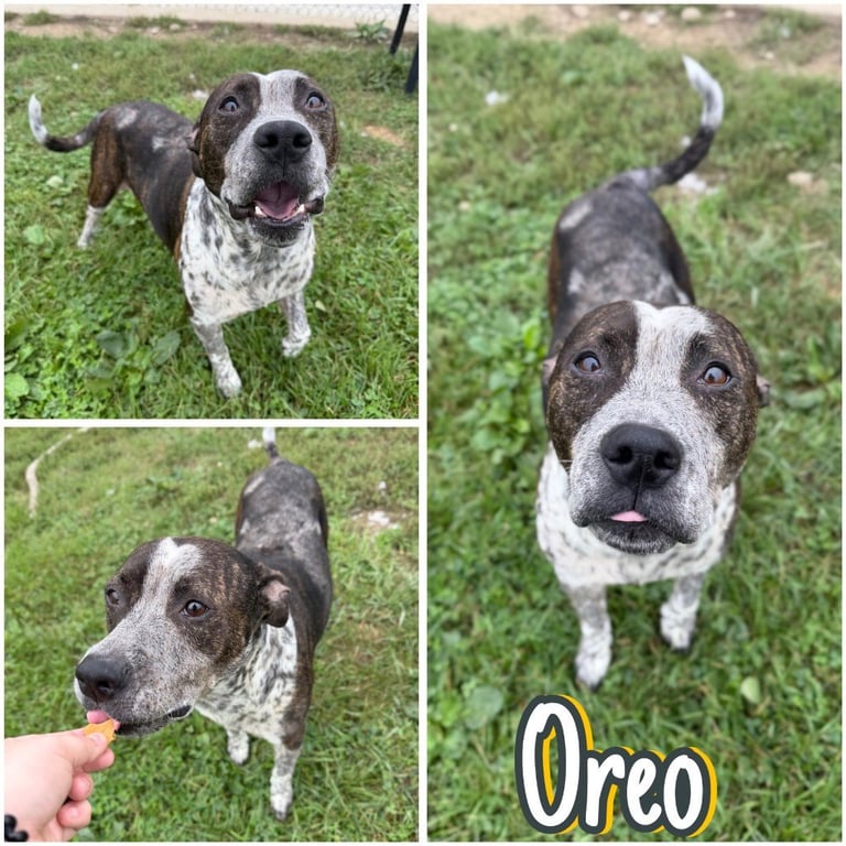 Oreo Image