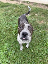 Oreo - Photo 4