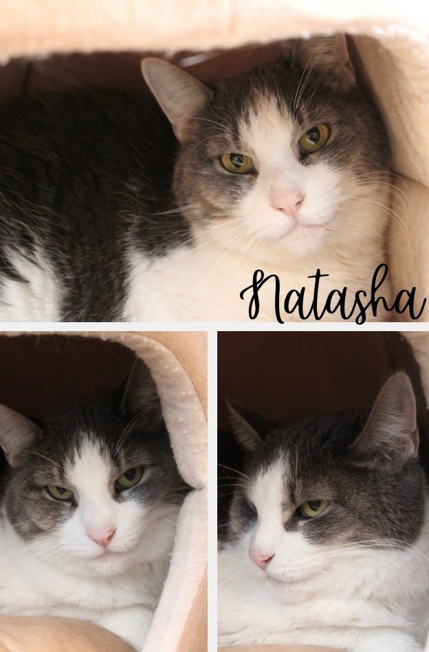 NATASHA - Domestic Short Hair available for adoption