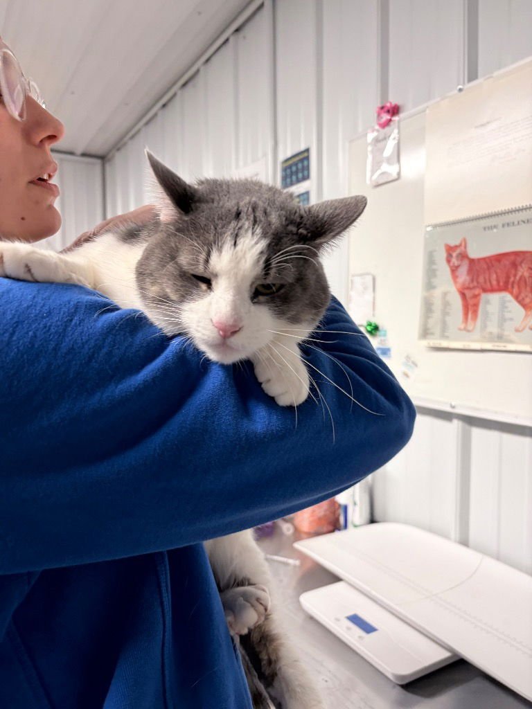 NATASHA - Domestic Short Hair available for adoption