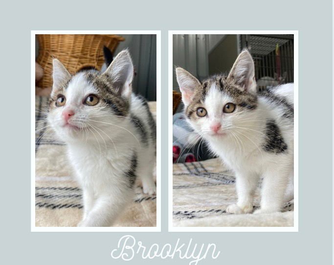BROOKLYN - Domestic Short Hair available for adoption