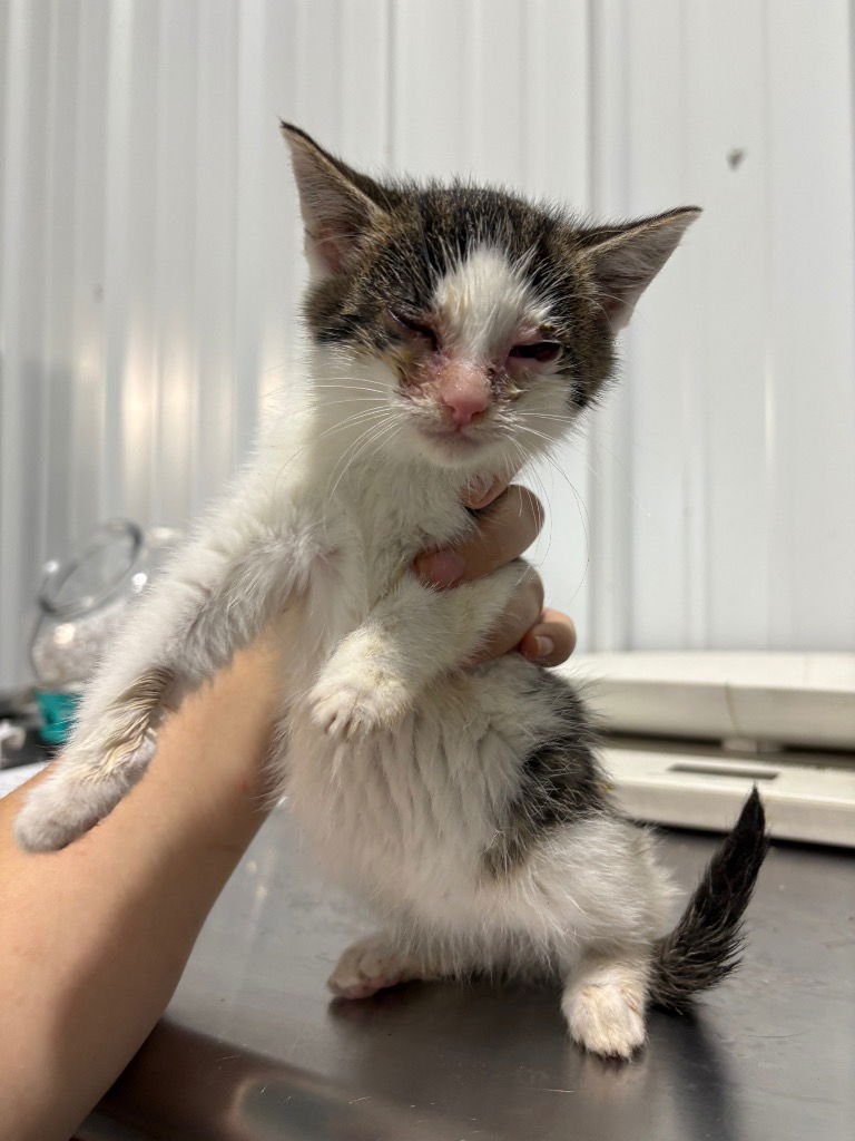 BROOKLYN - Domestic Short Hair available for adoption