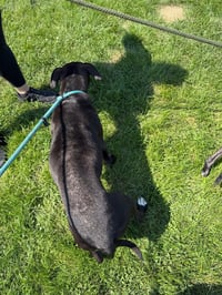 Calypso - Photo 2