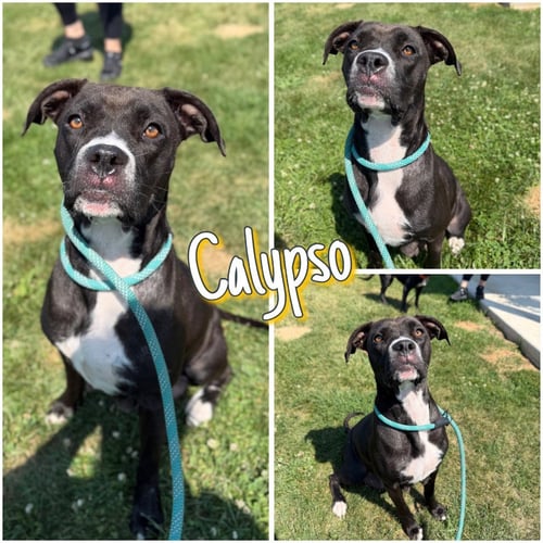 CALYPSO - American Staffordshire Terrier available for adoption
