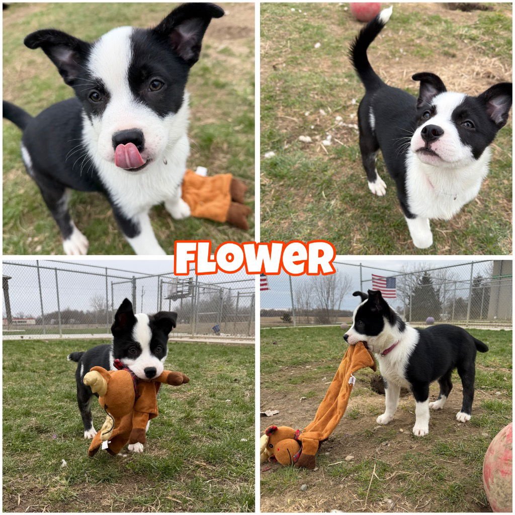 FLOWER - Siberian Husky available for adoption