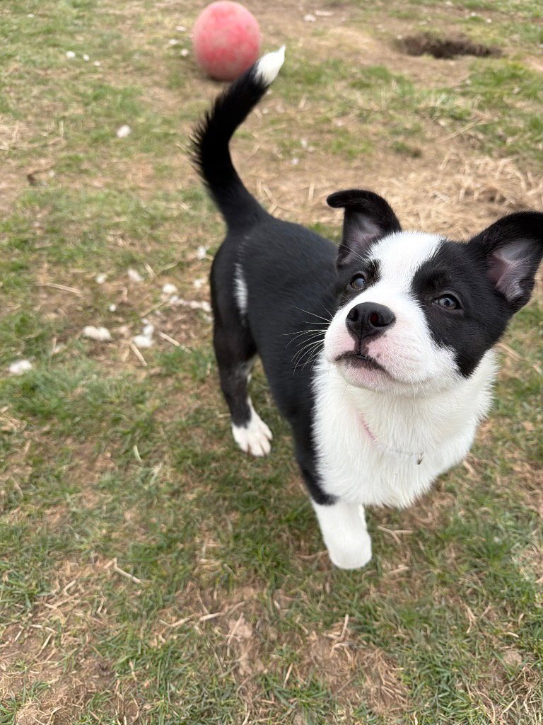 FLOWER - Siberian Husky available for adoption