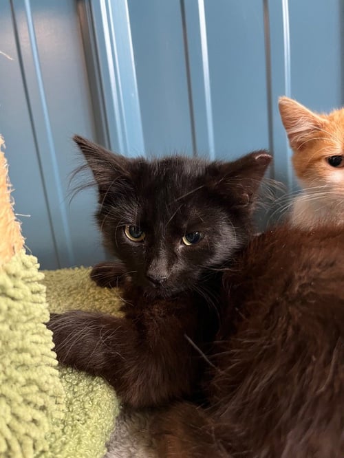 OCEAN - Domestic Medium Hair available for adoption