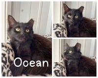 Ocean - Photo 1