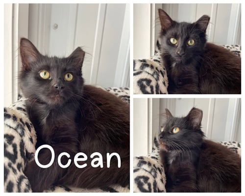 OCEAN - Domestic Medium Hair available for adoption