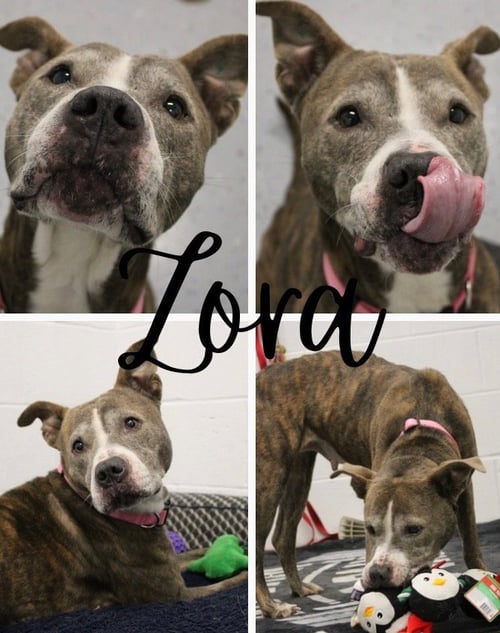ZORA - FEE WAIVED - LONG TERM RESIDENT - American Staffordshire Terrier available for adoption