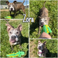 Zora - Fee Waived - Long Term Resident - Photo 1