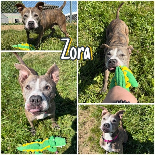 ZORA - FEE WAIVED - LONG TERM RESIDENT - American Staffordshire Terrier available for adoption