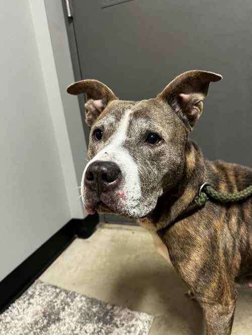 ZORA - FEE WAIVED - LONG TERM RESIDENT - American Staffordshire Terrier available for adoption