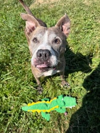 Zora - Fee Waived - Long Term Resident - Photo 4