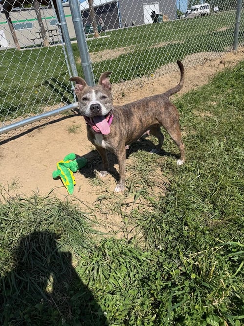 ZORA - FEE WAIVED - LONG TERM RESIDENT - American Staffordshire Terrier available for adoption