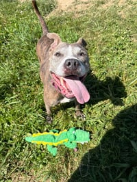 Zora - Fee Waived - Long Term Resident - Photo 3