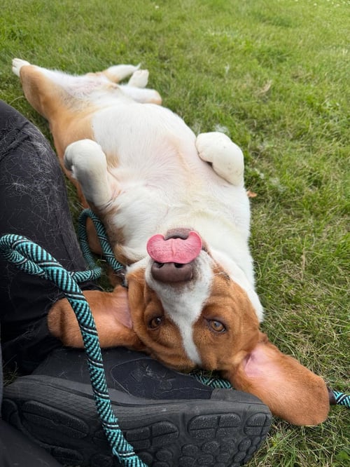KEVIN (BUTCH) - Basset Hound available for adoption