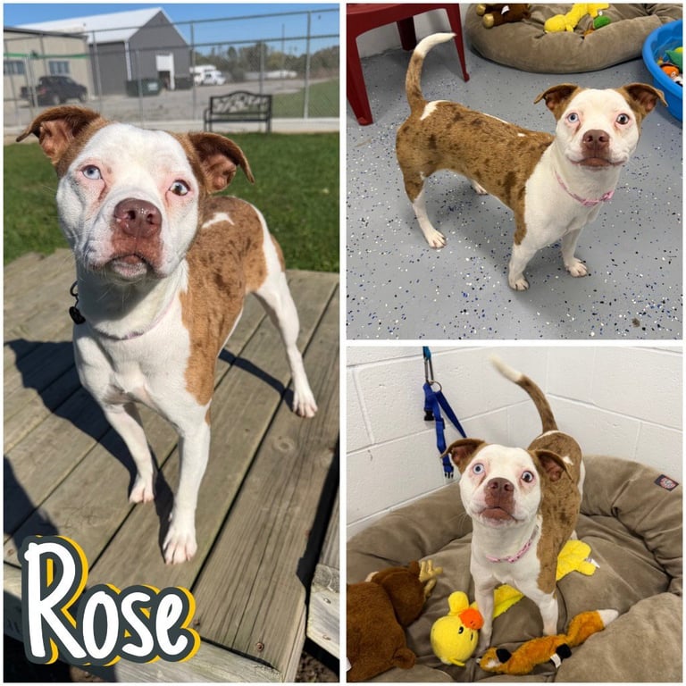 Rose Image