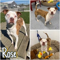Rose - Photo 1