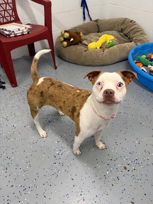 ROSE - American Staffordshire Terrier available for adoption
