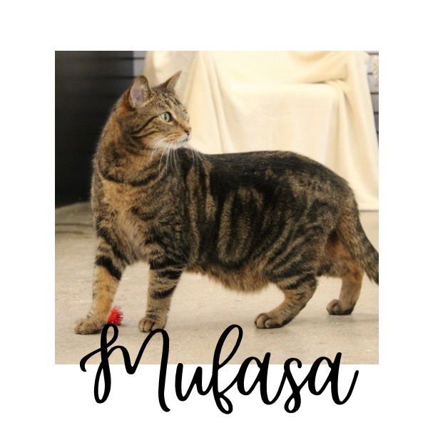 MUFASA - Domestic Short Hair available for adoption